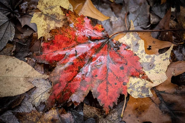 Primer Plano Una Niebla Caída Hojas Otoño Suelo —  Fotos de Stock