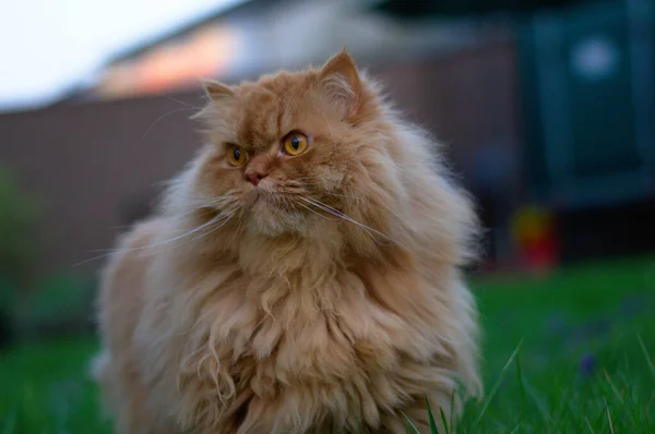 緑の牧草地に横たわる長い毛のペルシャ猫の赤空オレンジの光 — ストック写真