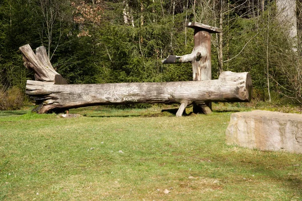 Betulle Sono Cadute Nella Foresta Autunno — Foto Stock