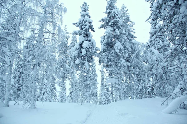 Gündüz vakti Laponya 'da karla kaplı bir ormanın büyüleyici bir görüntüsü.