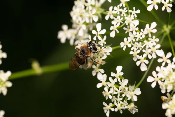 Una Macro Toma Una Abeja Sentada Sobre Una Flor Fondo —  Fotos de Stock