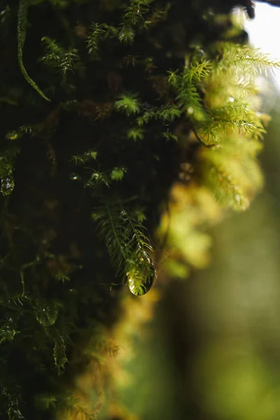 绿色苔藓上水滴的选择性聚焦镜头 — 图库照片
