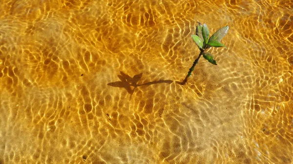 ブラジルの太陽の下で影と塩水に成長する美しいマングローブの植物 — ストック写真
