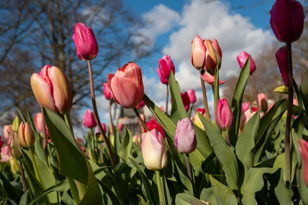 Zbliżenie Tulipa Gesneriana Tulipany Didier Keukenhof Lisse Holandia — Zdjęcie stockowe