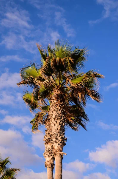 Palmera Verde Árbol Canario Cielo Azul Fondo — Foto de Stock