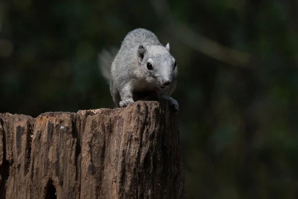 Sommet Une Souche Pourrissante Dans Forêt Écureuil Variable Callosciurus Finlaysonii — Photo