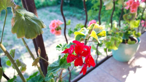 Beau Cliché Fleurs Géranium Sur Balcon Une Vieille Maison Raszyn — Photo