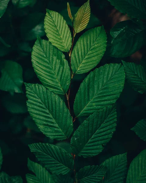 新鮮な緑の葉の美しいショット — ストック写真
