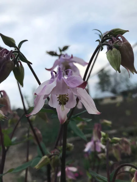 Bellflower Μια Καλοκαιρινή Μέρα — Φωτογραφία Αρχείου