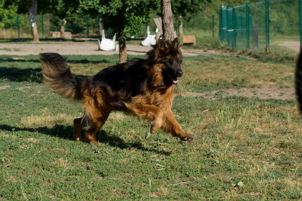 Egy Aktív Német Pásztor Kutya Fut Füvön Egy Póráz Parkban — Stock Fotó