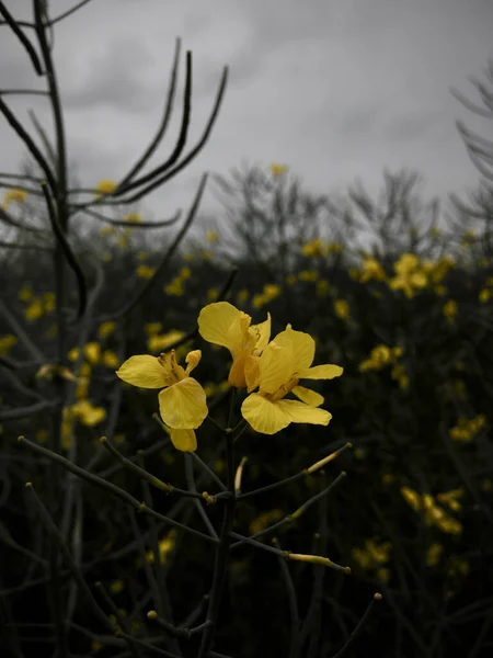 Närbild Gula Iris Blommor Trädgård Dyster Dag — Stockfoto
