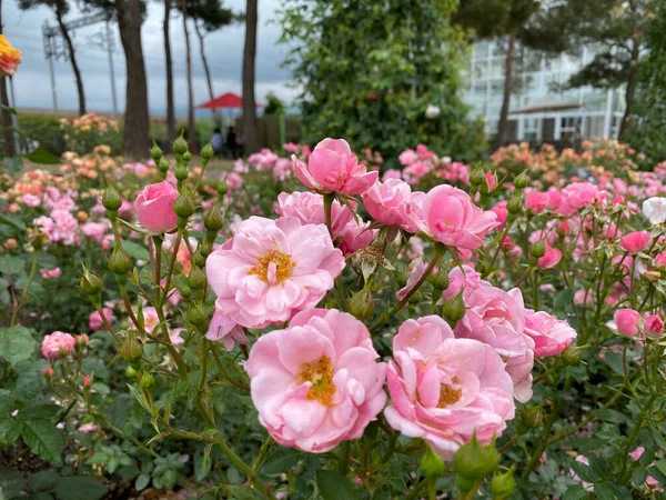 Een Prachtig Uitzicht Roze Bonica Bloemen Tuin — Stockfoto