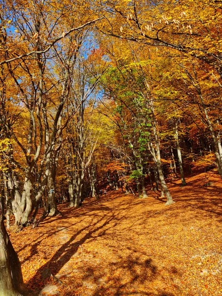 晴れた日に秋の木々の間に落ちた葉で覆われた通路の垂直ショット — ストック写真