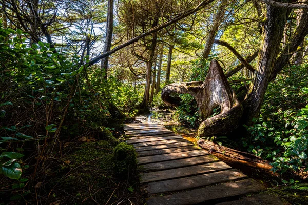 Drewniana Ścieżka Otoczona Drzewami Pod Słońcem Plaży Botanicznej — Zdjęcie stockowe