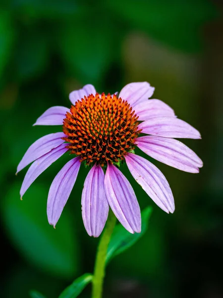 Strzał Zbliżeniowy Purpurowego Coneflower — Zdjęcie stockowe