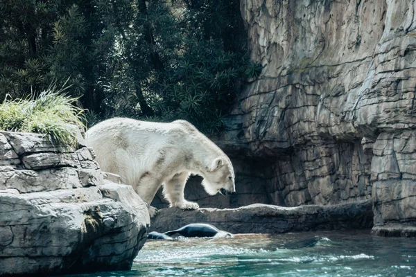 一只孤独的北极熊正准备在动物园里下水 — 图库照片