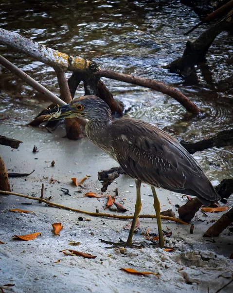 Gri Balıkçıl Ardea Cinerea Göl Kıyısında Dikey Çekim — Stok fotoğraf