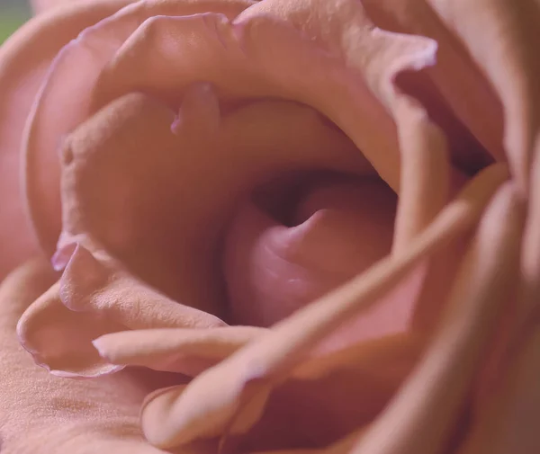 Makro Ujęcie Kwitnących Różowych Płatków Róż — Zdjęcie stockowe