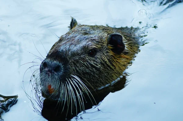 Porträtt Simmande Coypu Som Lämnar Vattnet Att Tigga Vatten Reflektioner — Stockfoto