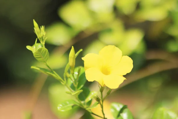 Eine Nahaufnahme Einer Gelben Blume Einem Garten — Stockfoto