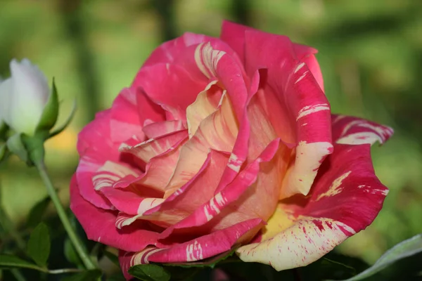 Gros Plan Rose Papageno Dans Jardin Objet Sélectionné — Photo