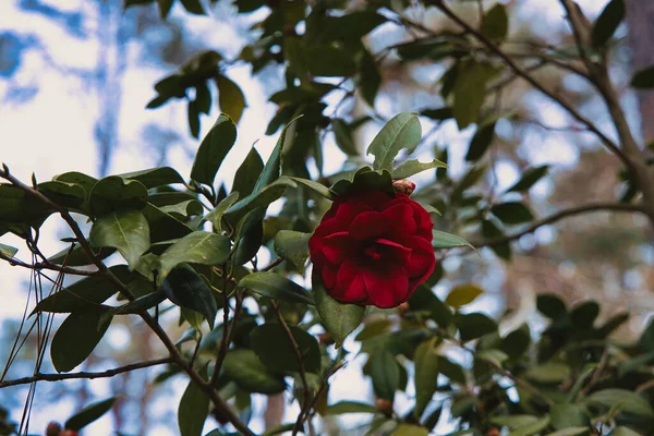Rote Kamelienblüte Park Voller Blüte — Stockfoto