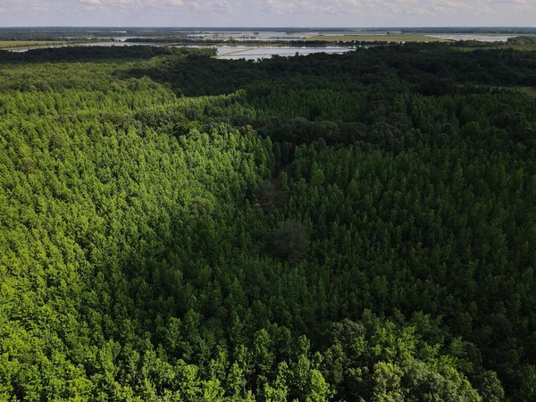 Widok Lotu Ptaka Bujny Zielony Gęsty Las Sosnowy Jeziorem Odległości — Zdjęcie stockowe