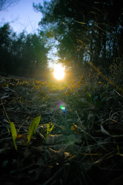 Eine Senkrechte Aufnahme Der Sonne Die Auf Waldboden Scheint — Stockfoto