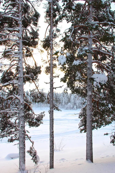 라플란드에서 겨울에 눈으로 매혹적 — 스톡 사진