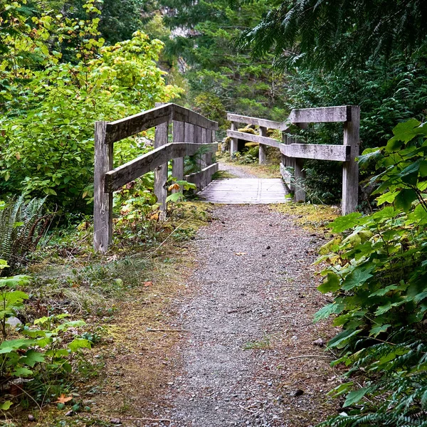 Sendero Sobre Puente Través Del Follaje Verde Brillante Una Remota — Foto de Stock