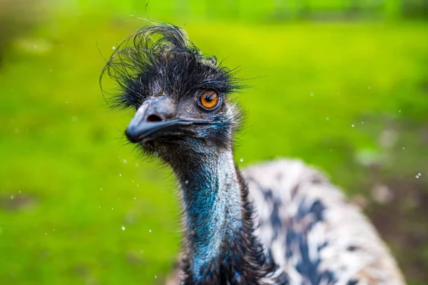 Closeup Shot Emu Impressive Hair Style — Stock Photo, Image