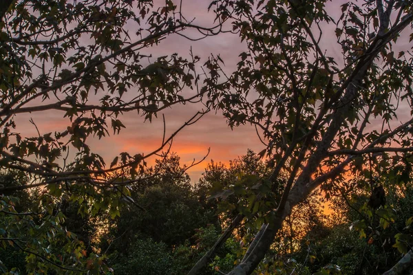 Een Prachtig Landschap Van Groene Bomen Bij Zonsondergang — Stockfoto