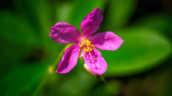 Selektywne Ujęcie Ostrości Różowego Kwiatu Liścia Wodnego Zielonymi Liśćmi Ogrodzie — Zdjęcie stockowe