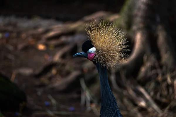 Een Selectieve Focusopname Van Een Grijs Gekroonde Kraan Balearica Regulorum — Stockfoto