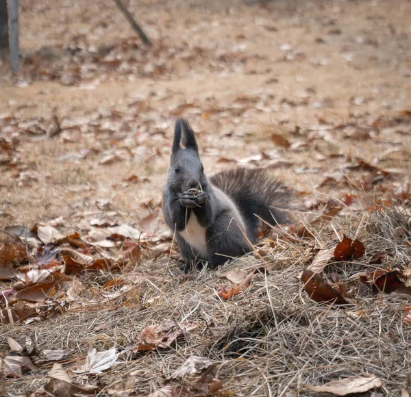 Ein Pelziges Eichhörnchen Frisst Boden Auf Der Insel Nami — Stockfoto