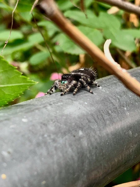 Μια Κάθετη Βολή Μια Αράχνη Phidippus Audax Teal Μεταλλικό Πόλο — Φωτογραφία Αρχείου