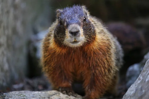 Gros Plan Marmotte Ventre Jaune Sur Fond Flou — Photo