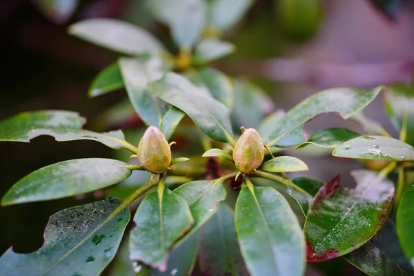 Eine Selektive Fokusaufnahme Der Blütenknospen Von Rhododendron — Stockfoto