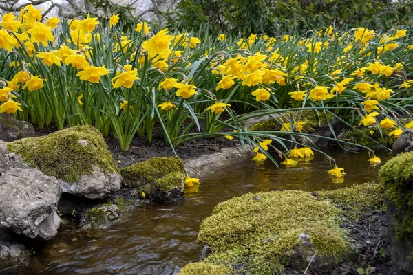 Primer Plano Narcissus Pseudonarcissus Narcisos Salvajes Cerca Arroyo Keukenhof Lisse — Foto de Stock