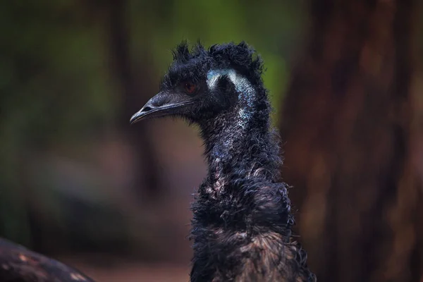 在模糊的背景下 一个Emu的特写镜头 — 图库照片
