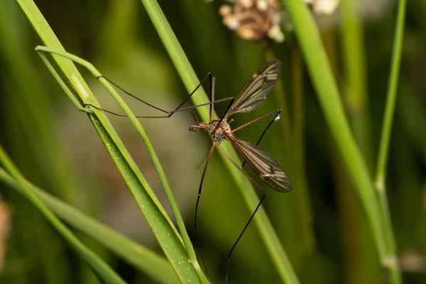 模糊背景中植物上蚊子的宏观图片 — 图库照片