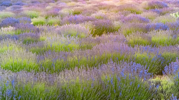 Provence Deki Lavanta Tarlası Güzel Bir Arka Plan — Stok fotoğraf