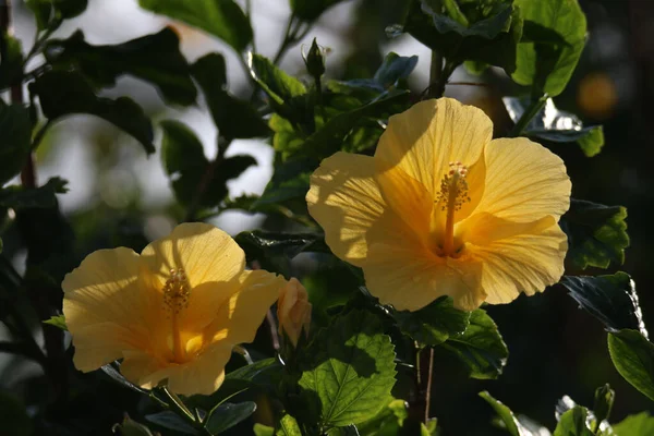 Primer Plano Hermosas Flores Hibiscus Creciendo Jardín — Foto de Stock
