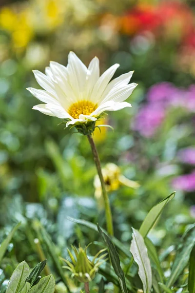 Vertical Shot Beautiful Compositae Flower Blurred Background — Stock Photo, Image