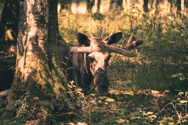太陽の光で満たされた森の中で地面に横たわっている大きな合金のクローズアップショット — ストック写真