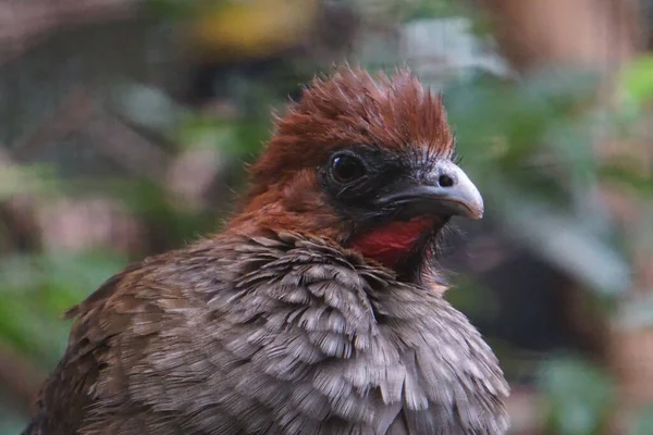 Chachalaca Pequena Com Árvores Folhetos Fundo Embaçado — Fotografia de Stock