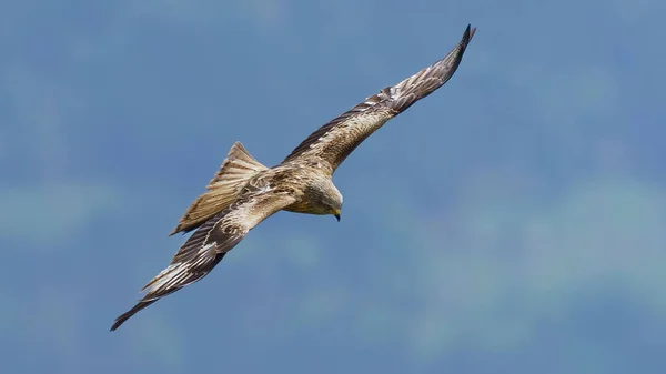 青い空に高くそびえる開放的な翼を持つ愛らしい赤い凧 — ストック写真