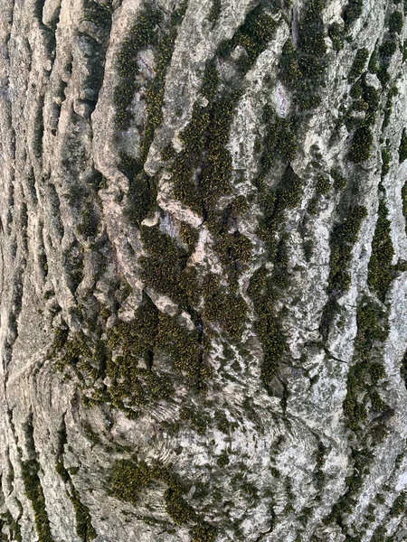 이끼로 뒤덮인 밤나무 — 스톡 사진