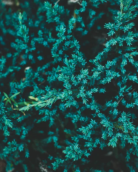 Pełnoklatkowe Ujęcie Zielonych Liści — Zdjęcie stockowe