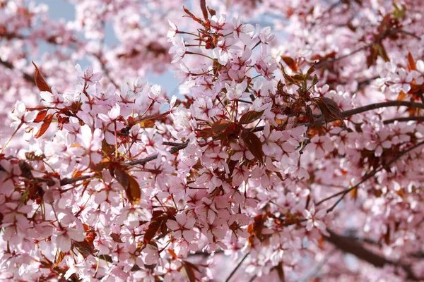 Uma Árvore Flor Cerejeira Florescida Fundo Céu Nublado — Fotografia de Stock